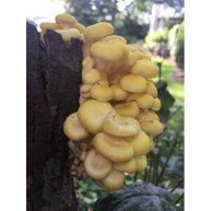 12 in. Oyster Mushroom Log