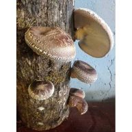 12 Shiitake Mushroom Log