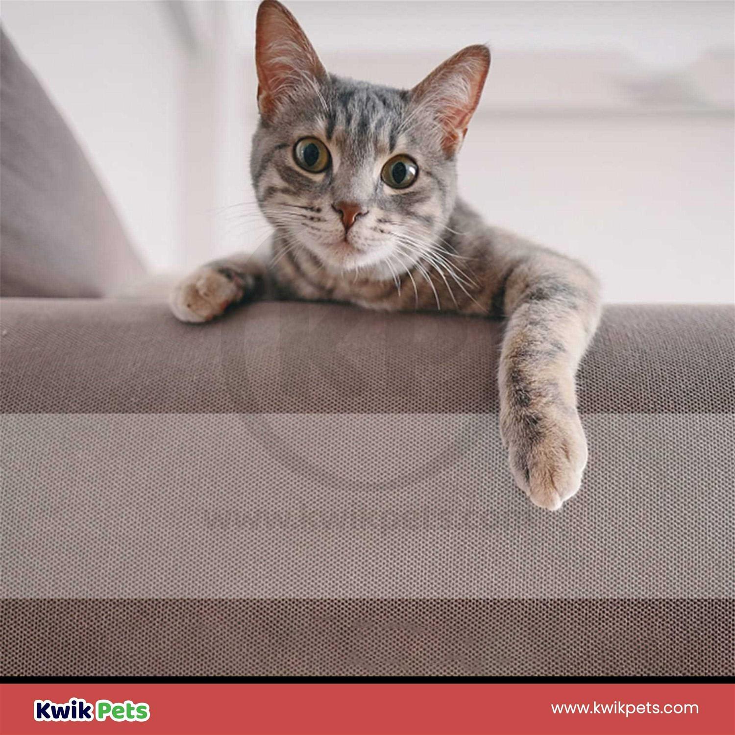 Pioneer Sticky Paws on a Roll - Image 5