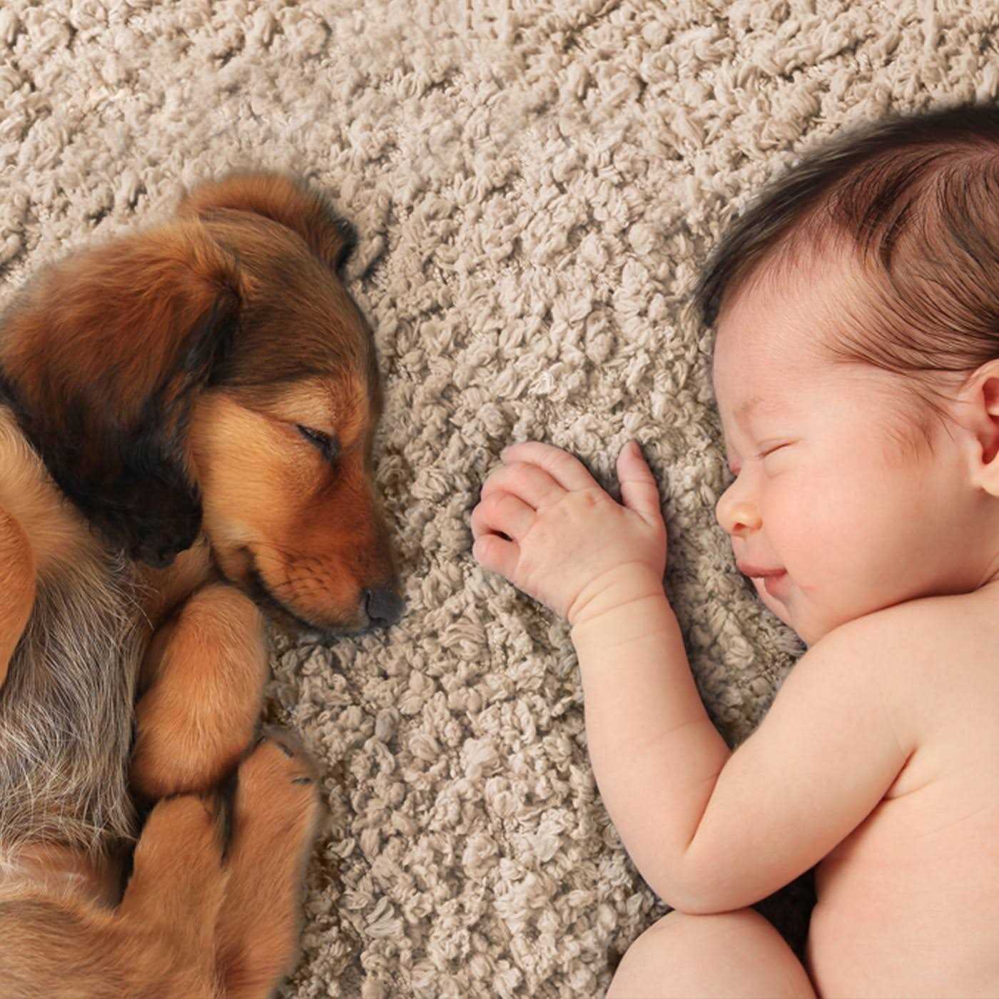 Resolve Pet High Traffic Foam Carpet - Image 2