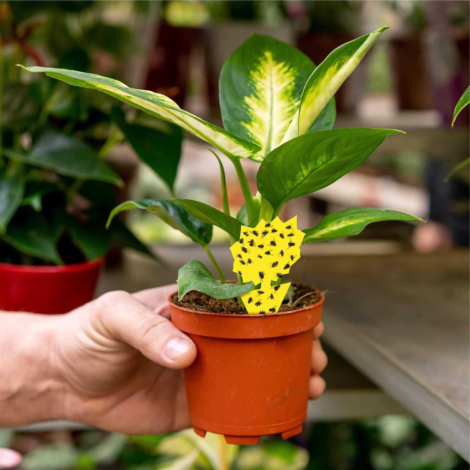 15 pcs Gnat Traps for House Indoor Fungus Gnat Sticky Traps for Plants - Image 3