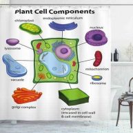 Ambesonne Educational Shower Curtain Chart Showing Plant Cell Components in Cartoon Style Science Living Structure