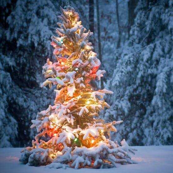 25 C7 Transparent Christmas Lights - Image 2