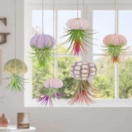6PCS Hanging Air Plants Holders/Stand Mini Sea Urchin Shell Decorative Tillandsiat Succulent Air Plant Display Container for Home Office Wall Garden