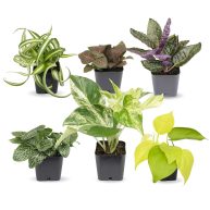 Plants for Pets Easy to Grow Houseplants Live House Plants in Containers Growers Choice