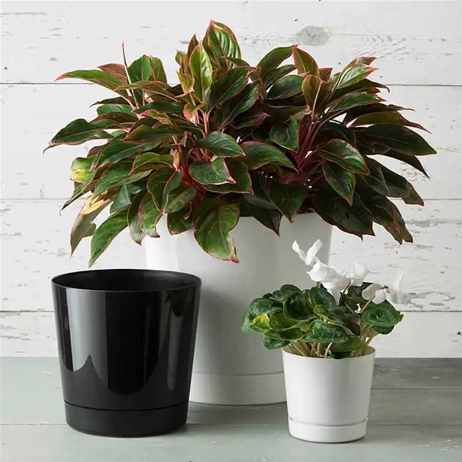 Novelty Full Depth Round Cylinder Pot - Image 5