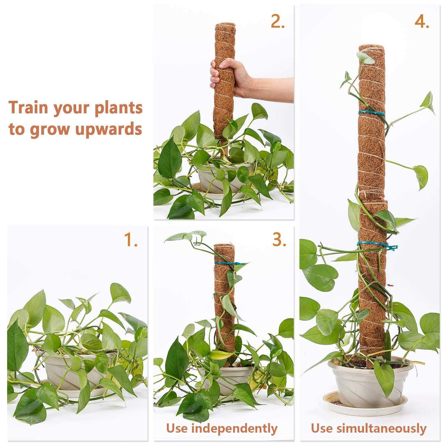 32IN Moss Pole, 2 Pack 16IN Moss Coir Totem Pole for Pothos, Moss Plant Stick, Indoor Plant Stake, Small Moss Pole for Monstera and Climbing Indoor - Image 2
