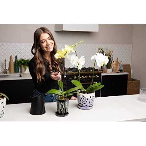 rePotme Phalaenopsis Dark Classic Orchid Mix - Image 3