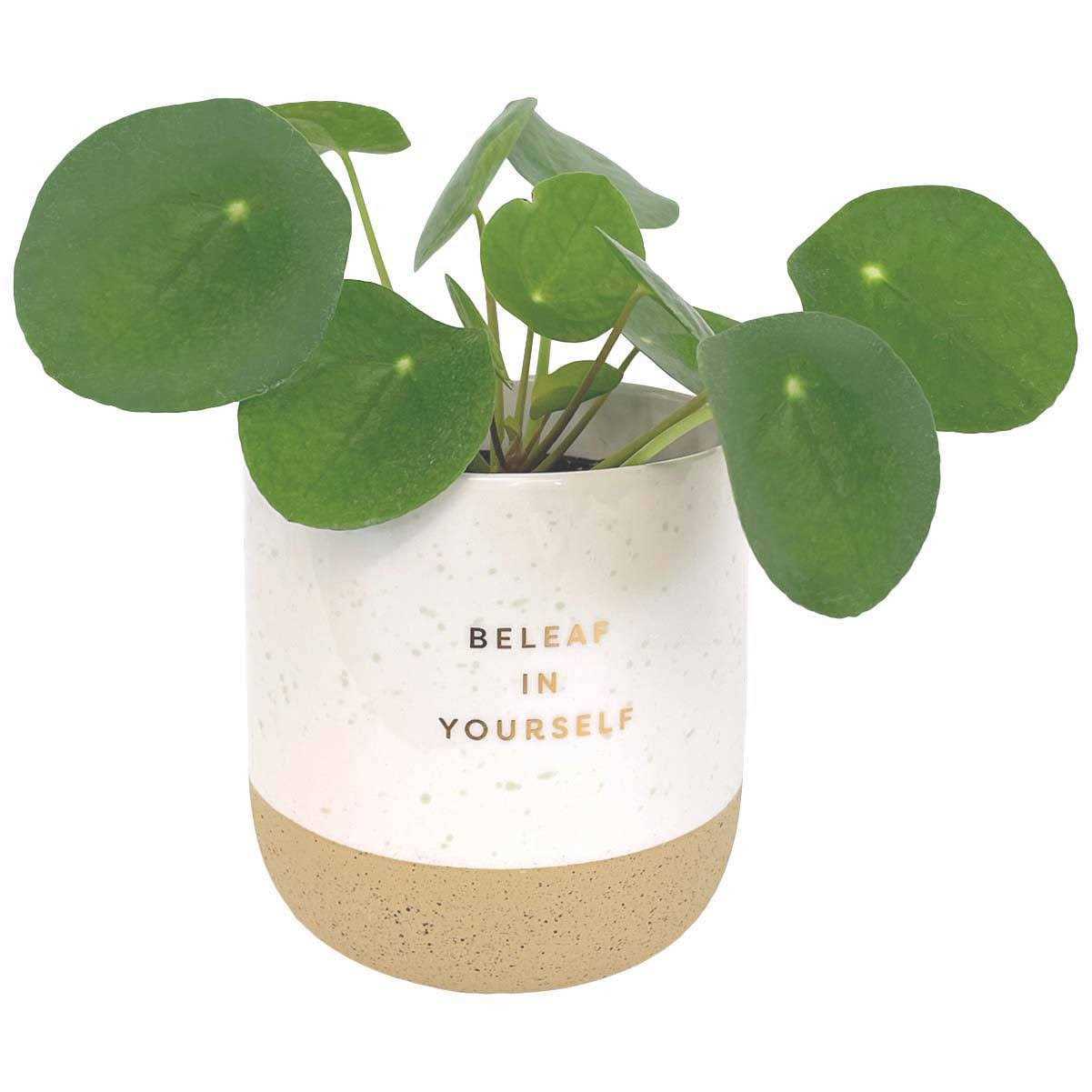 Paper Riot Co. Decorative Planter Ivory