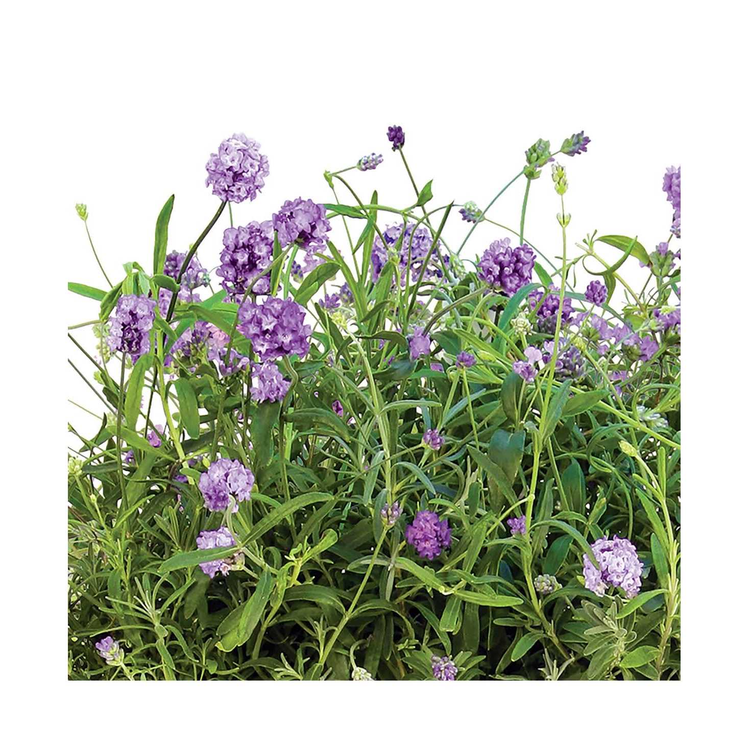 Aerogarden Lots of Lavender Seed Pod Kit - Image 2