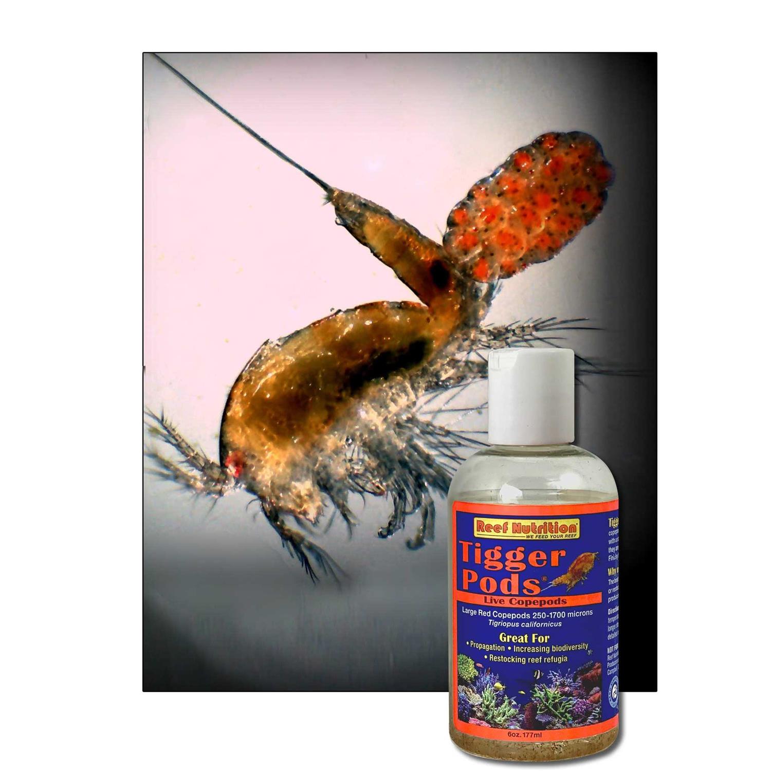 Reef Nutrition Tigger Pods - Image 2