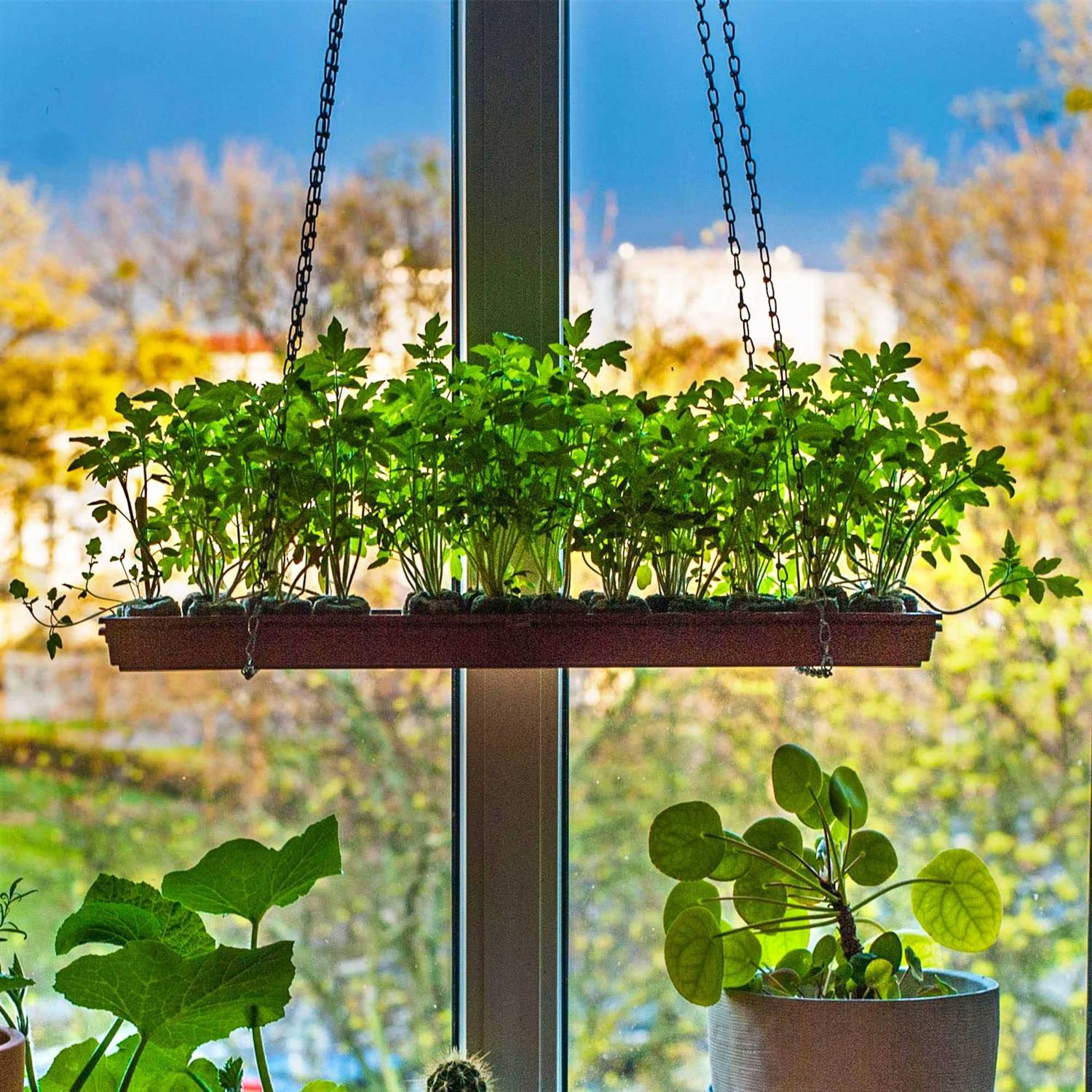 100 Pcs peat pellets Plant Starter,30MM Plant Starting Plugs,Fiber Soil Direct Plant Seeding Starters peat pellets for seedlings - Image 3