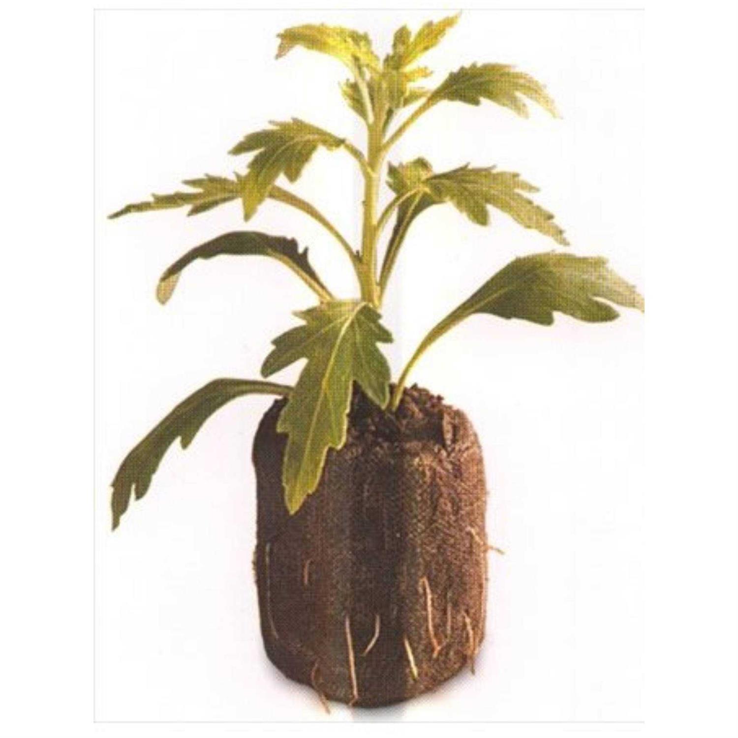 100 Count Jiffy 7 Peat Pellets Seed Starter Soil Plugs 36 mm - Image 4