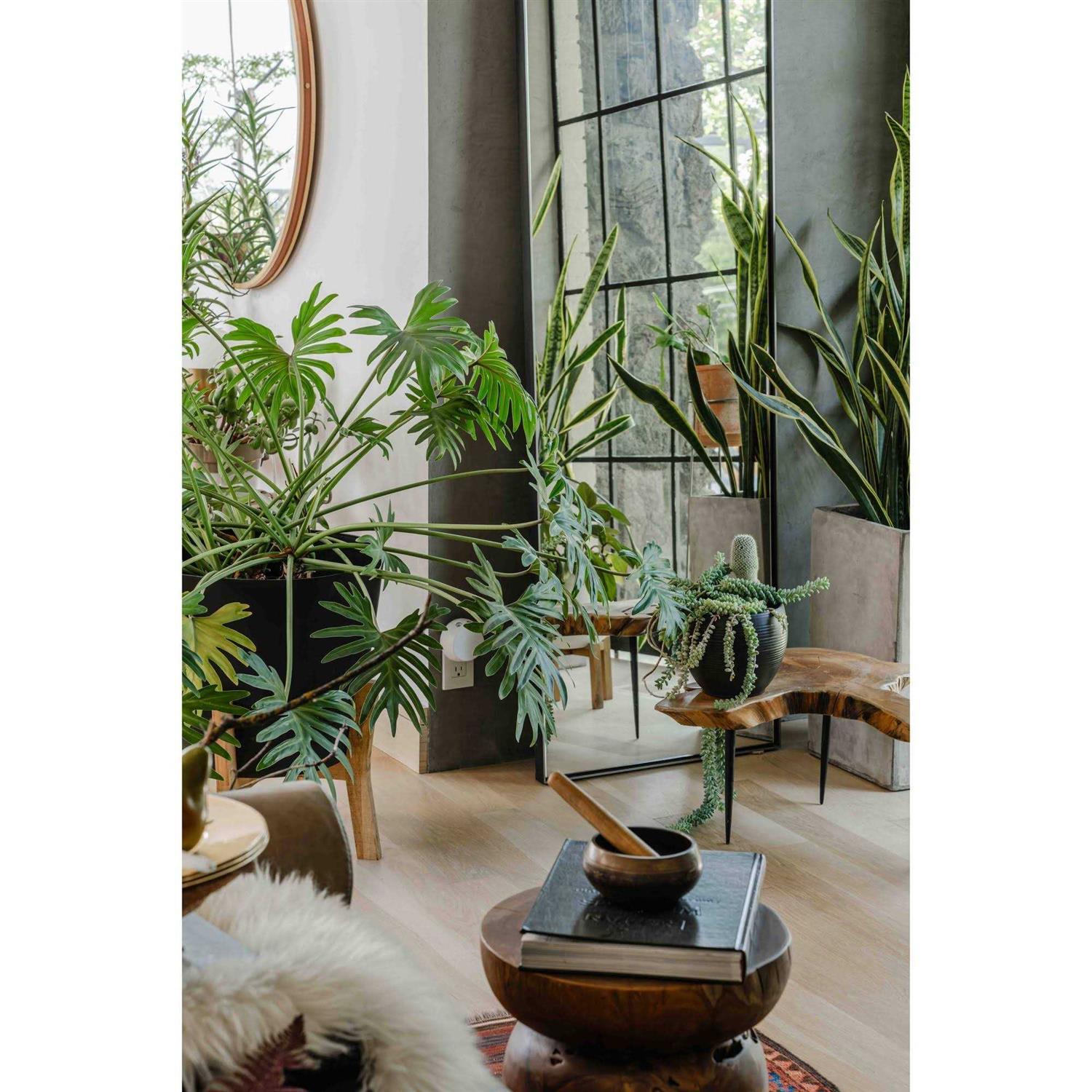 Pura 4 Smart Fragrance Diffuser - Image 2