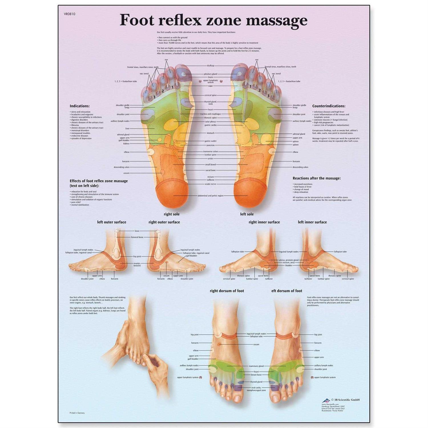 3b Scientific Anatomical Chart Foot Massage Reflex Zone