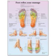 3b Scientific Anatomical Chart Foot Massage Reflex Zone