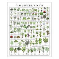Pop Chart Horticultural Chart of Houseplants 16 x 20 Wall Art
