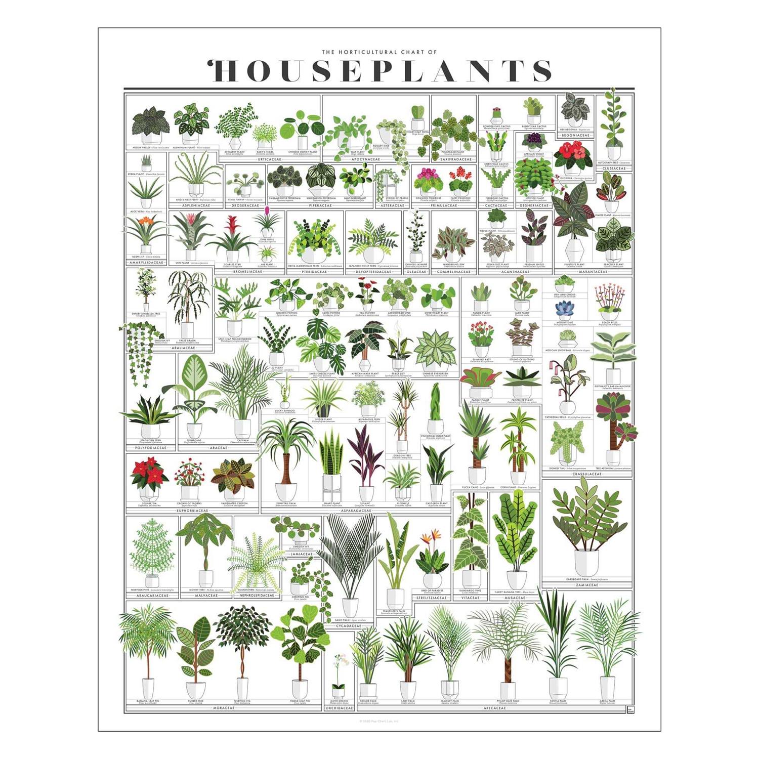 Pop Chart Horticultural Chart of Houseplants 16 x 20 Wall Art