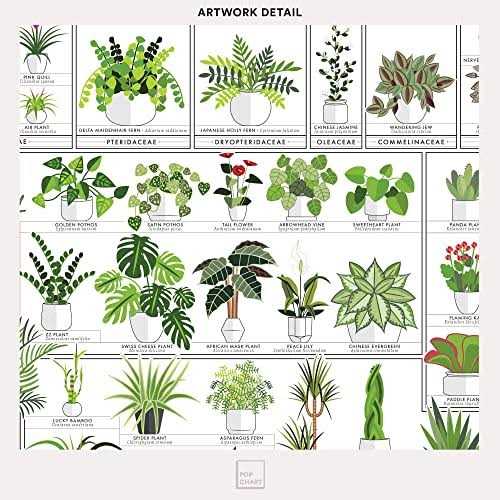 Pop Chart Horticultural Chart of Houseplants 16 x 20 Wall Art - Image 5
