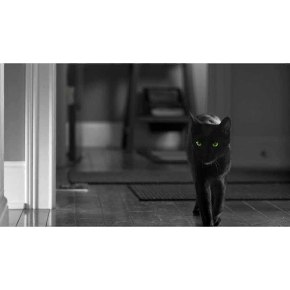 Tomcat Super Hold Mouse Glue Trap - Image 2