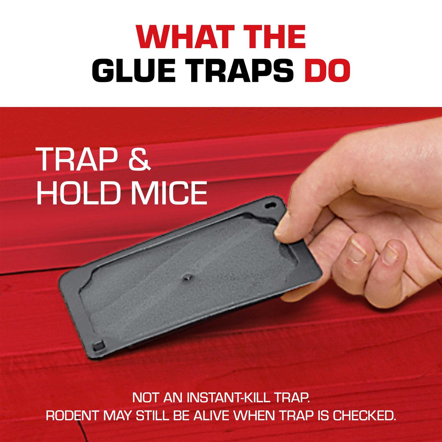 Tomcat Glue Traps Mouse - Image 5