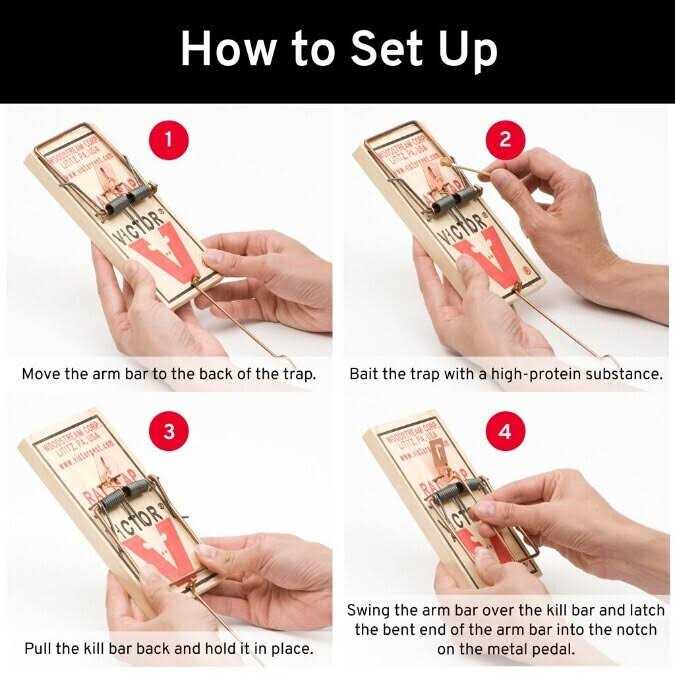 Trap Rat Victor - Image 3