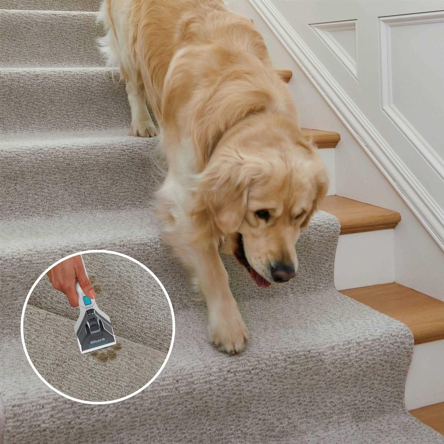 Shark CarpetXpert Deep Clean Pro Formula - Image 5