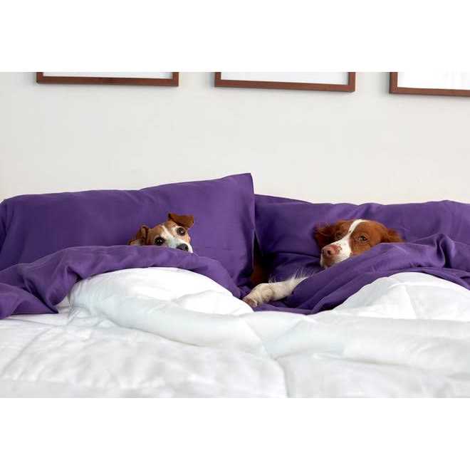 Sheets & Giggles Eucalyptus Lyocell Comforter - Image 2