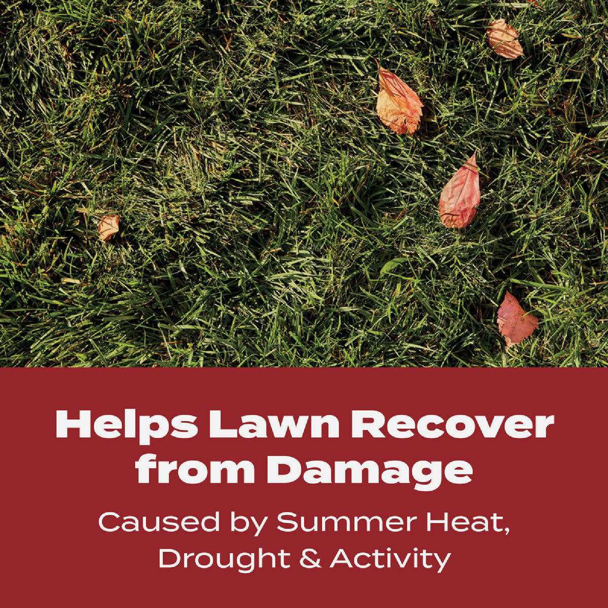 Scotts Turf Builder WinterGuard Fall Lawn Food - Image 5