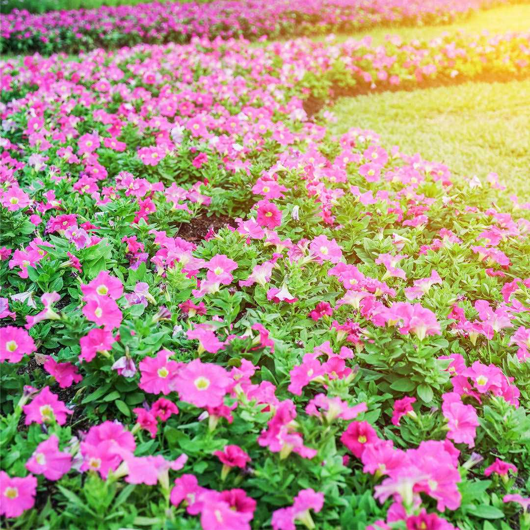 Southwest Boulder Stone Weed Barrier Landscape Fabric for Outdoor Gardens - Image 3