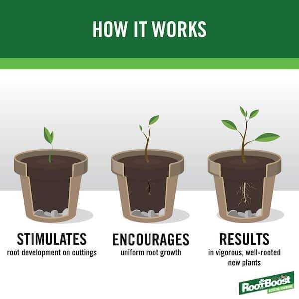 RootBoost Rooting Hormone Powder - Image 3