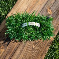 Sod Pods St Augustine Grass Plugs Natural