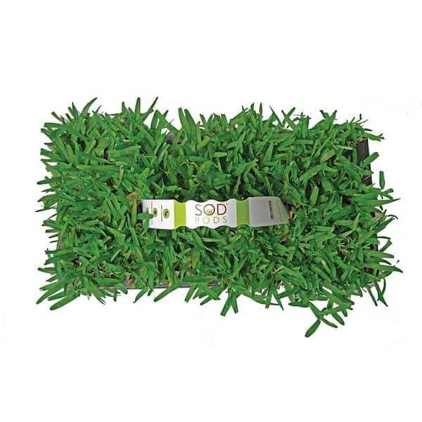 Sod Pods St Augustine Grass Plugs Natural - Image 2