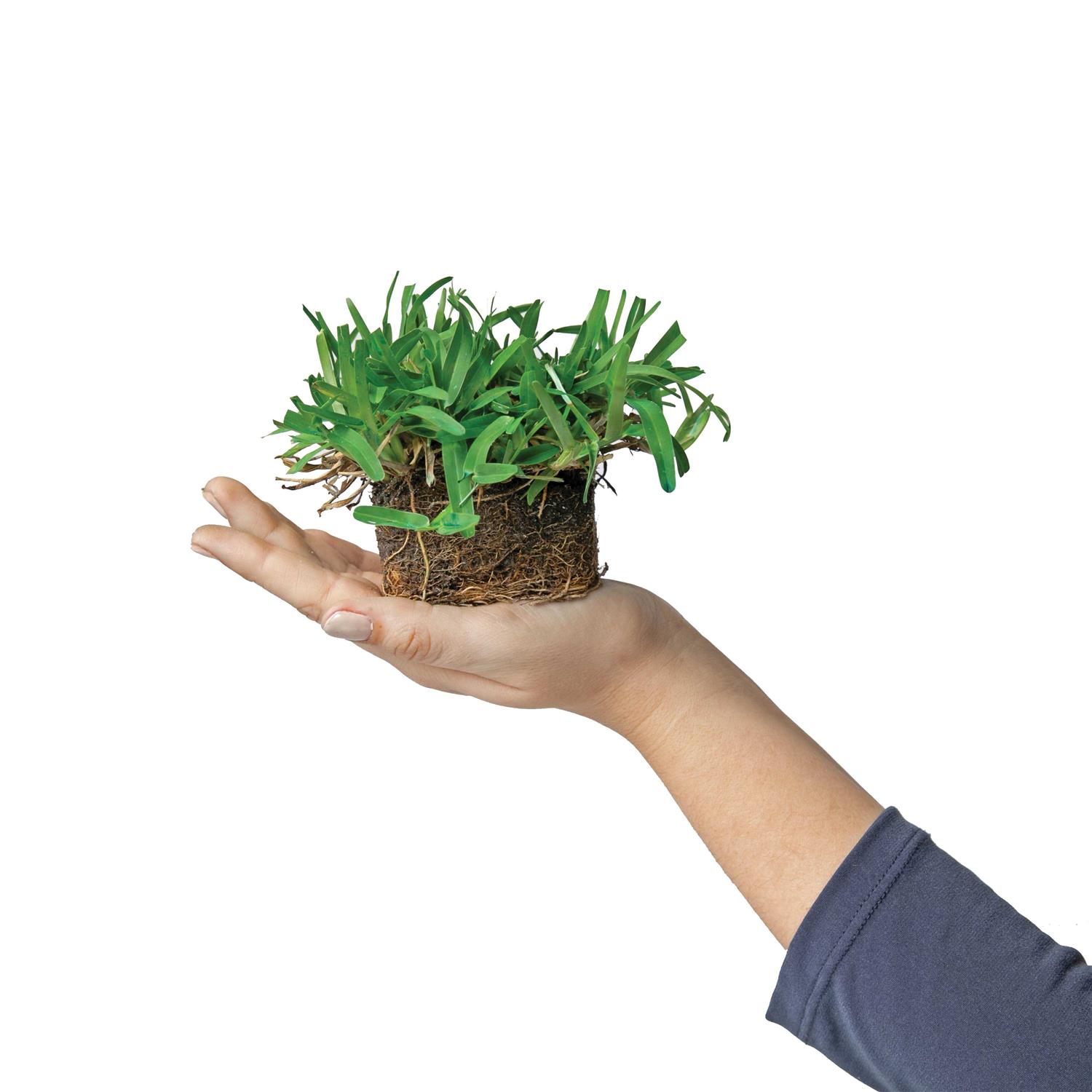 Sod Pods St Augustine Grass Plugs Natural - Image 3