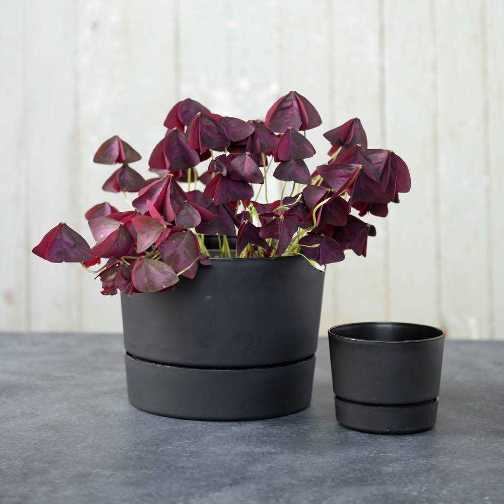 Root & Vessel Majestic Mid-Century Modern Low Profile Cylinder Pot - Image 3