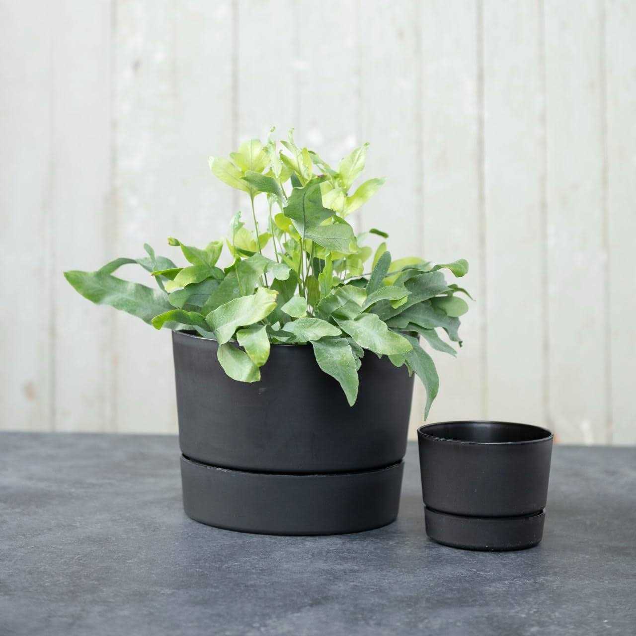 Root & Vessel Majestic Mid-Century Modern Low Profile Cylinder Pot - Image 4