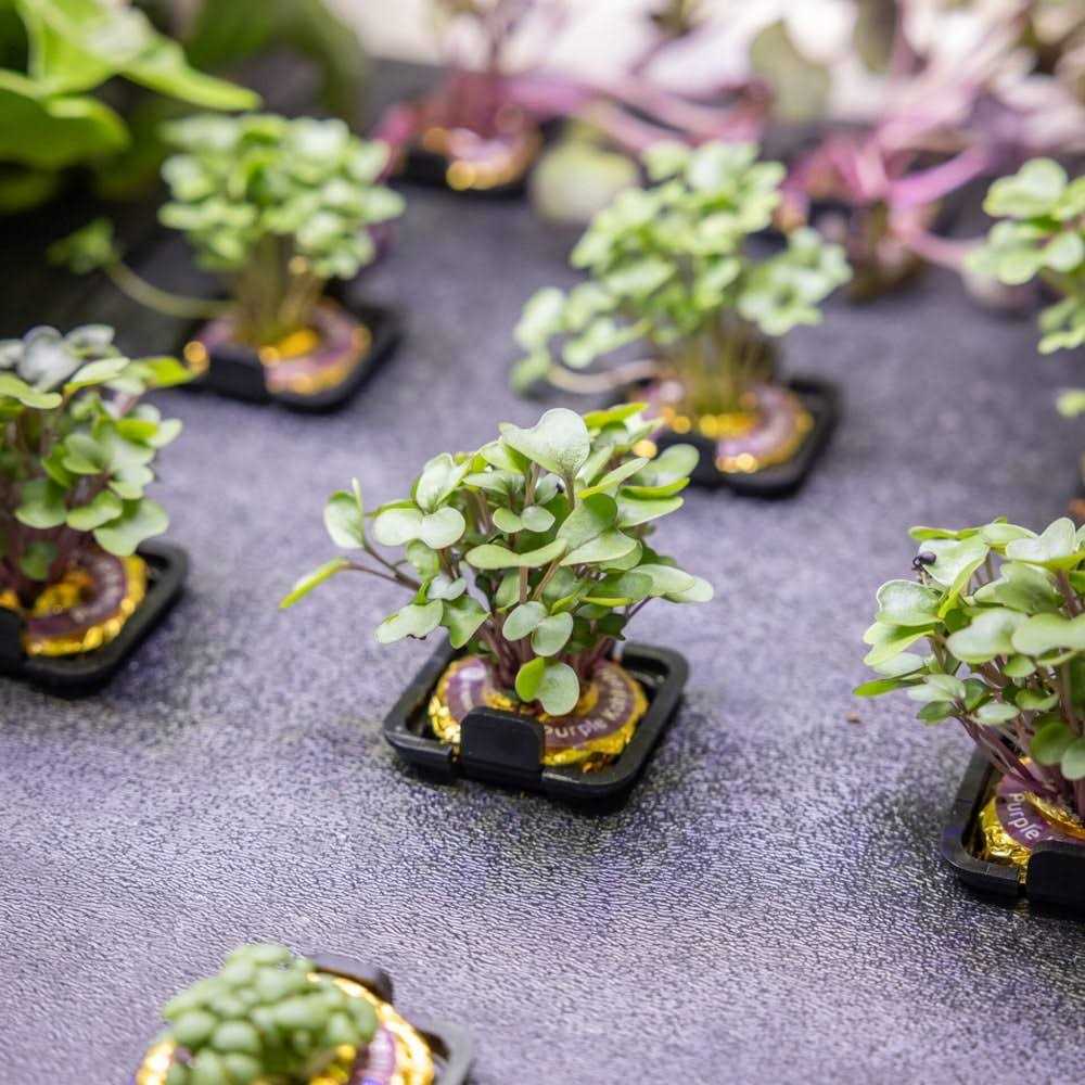 Rise Gardens Personal Indoor Rise Garden - Image 3