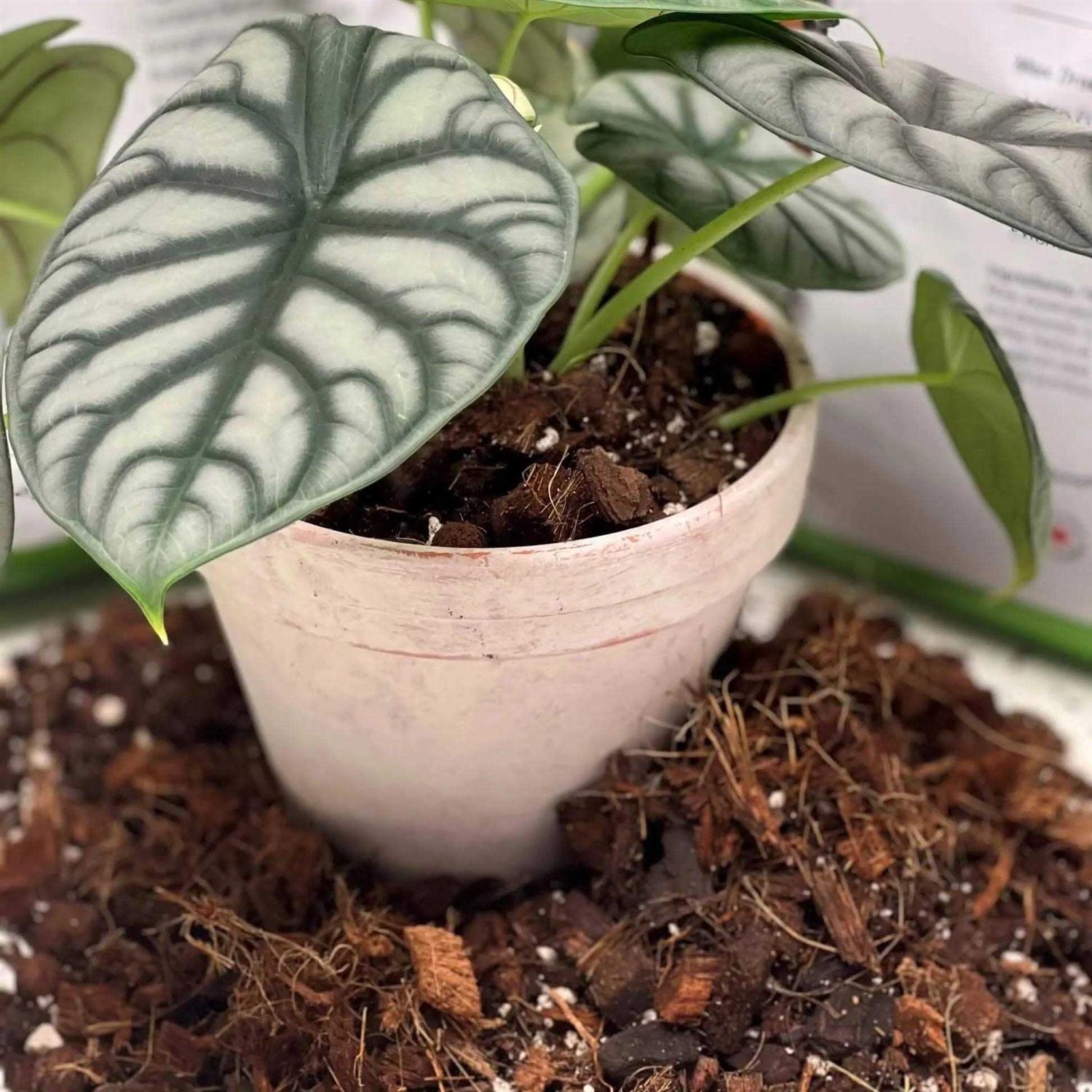 VERYPLANTS Molly’s Aroid Mix Premium Tropical Plant Soilless Potting Mix - Image 4