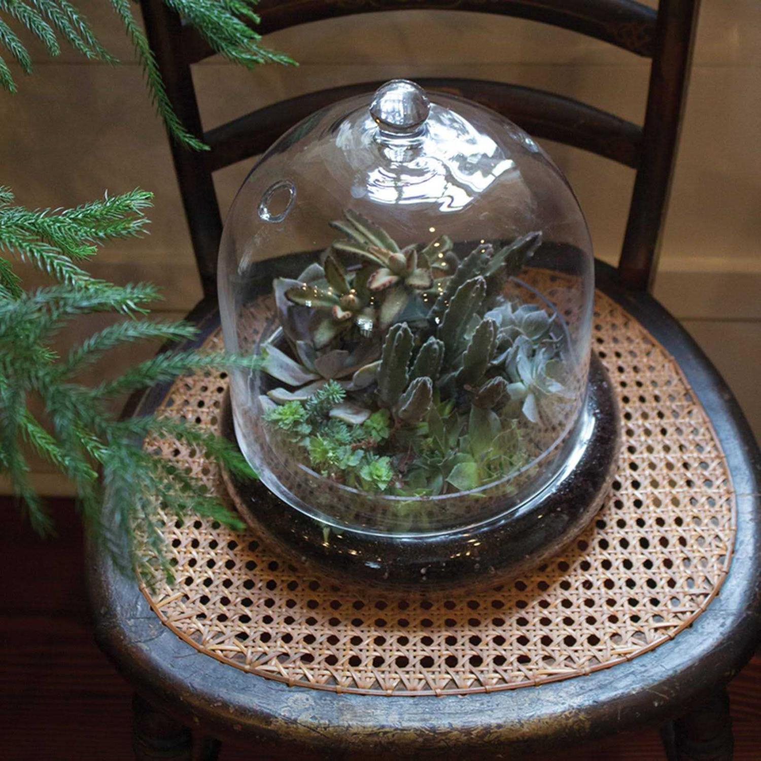 Syndicate Home Garden 6 Cloche Terrarium - Image 4