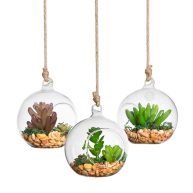 SunGrow 3 Hanging Glass Terrariums by Spherical Air Plant Orb