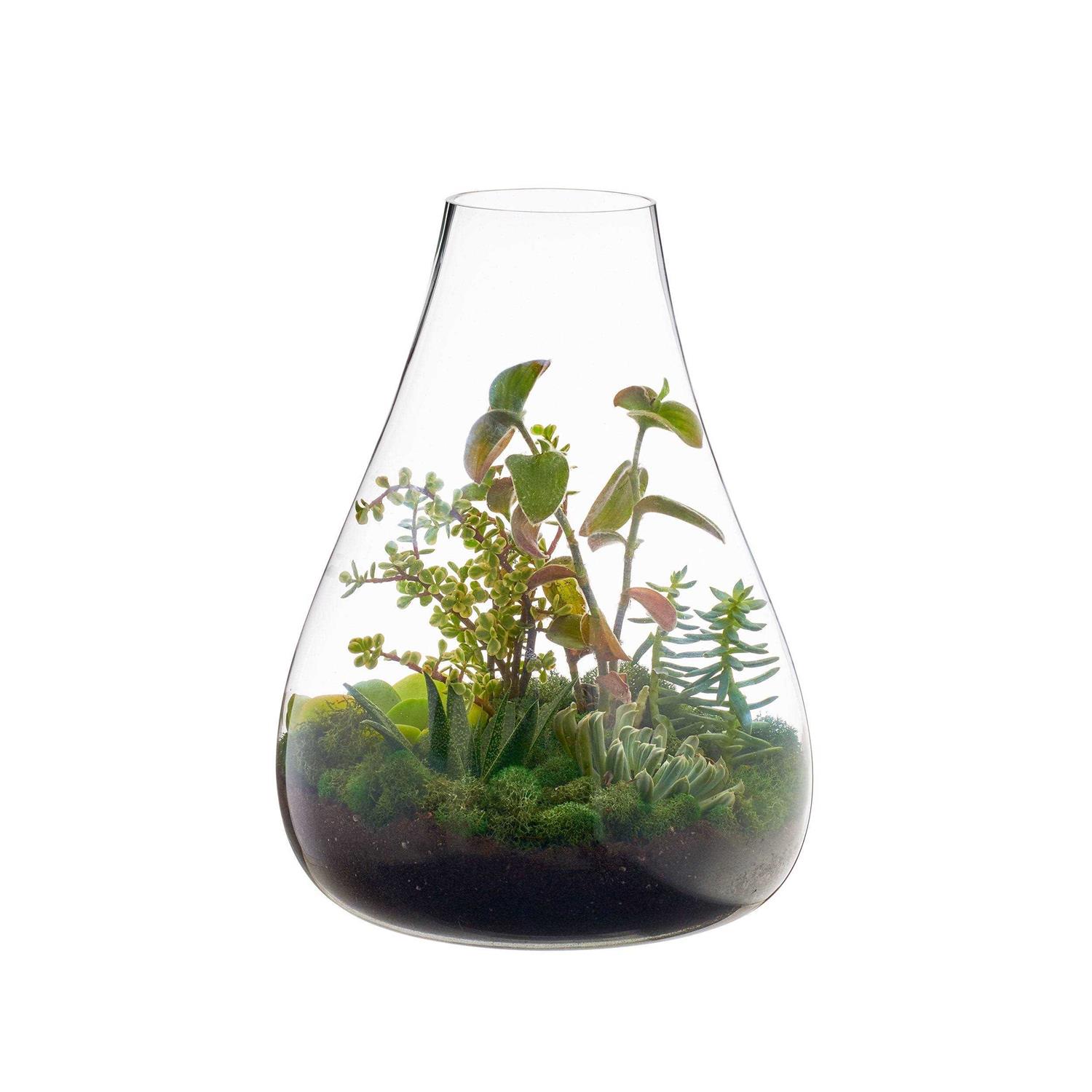 texxture Boboli Glass Terrarium - Image 2