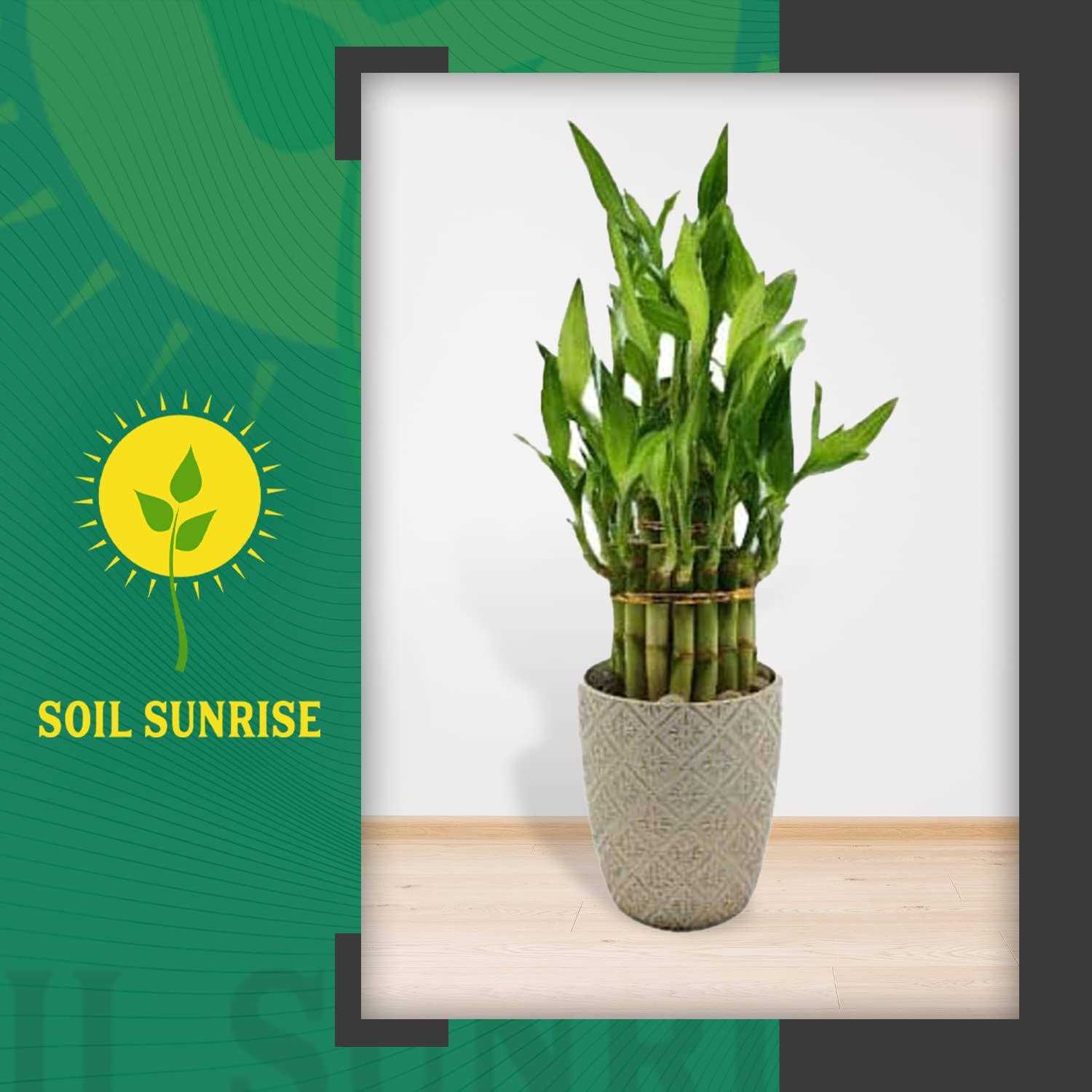 Soil Sunrise Lucky Bamboo Plant Potting Mix - Image 5