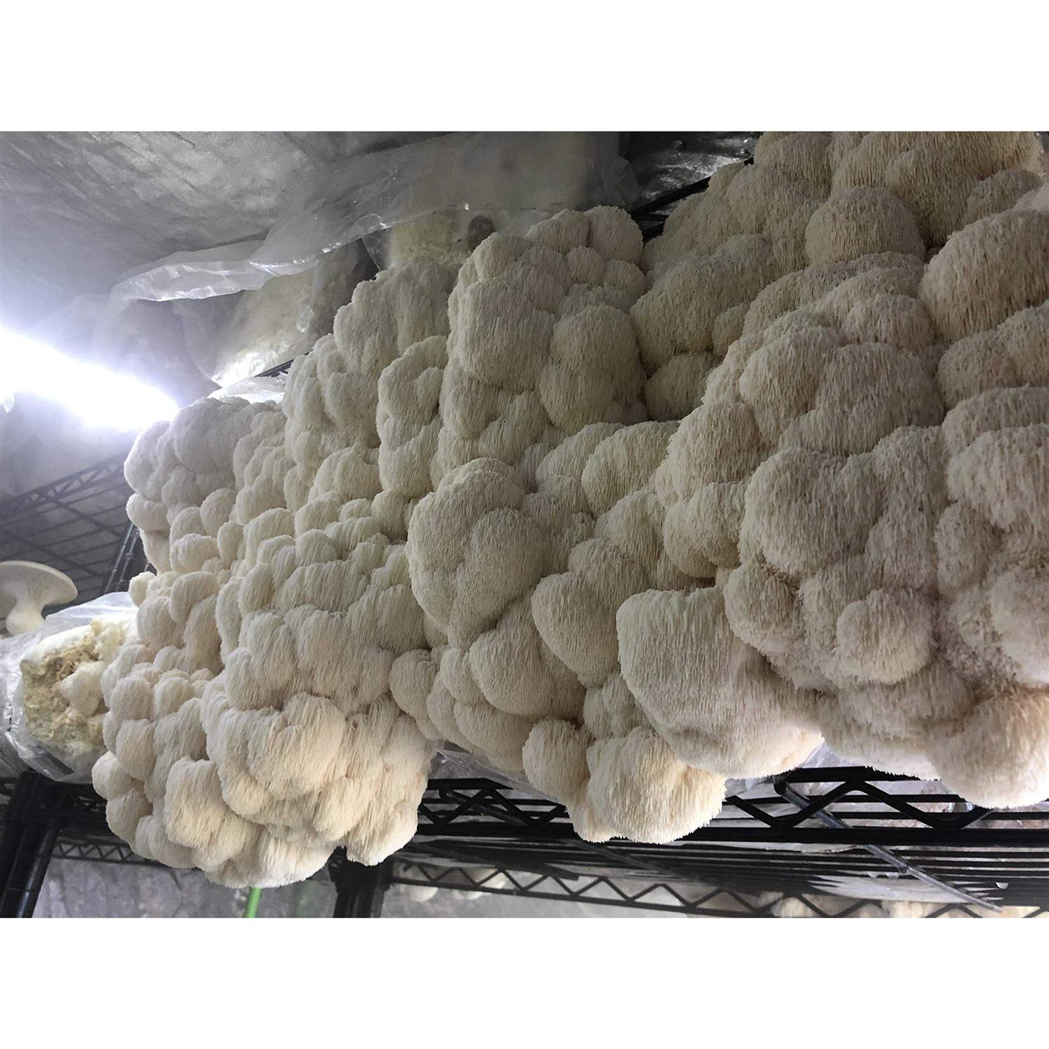 Unicorn Bag Mushroom Growers - Image 3