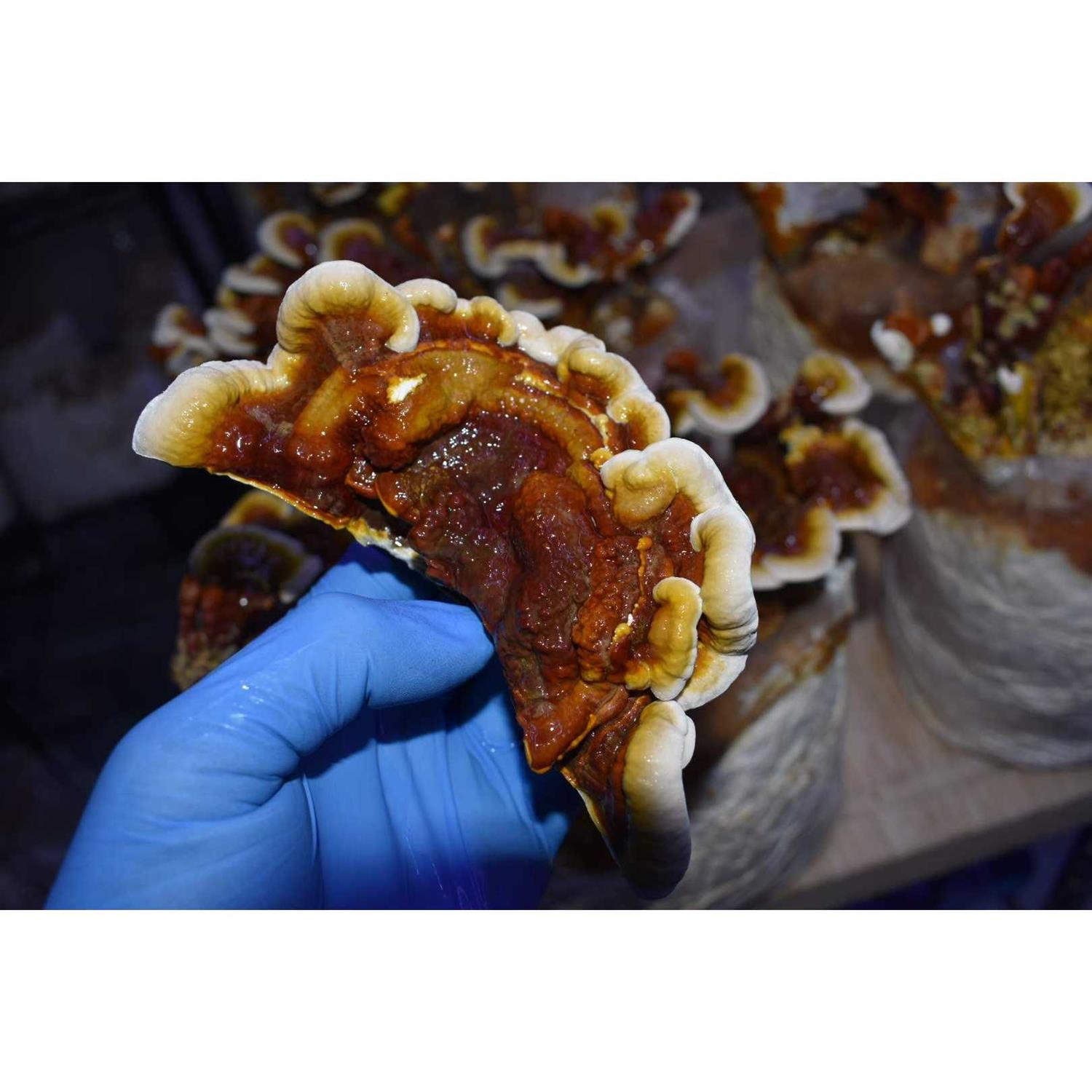 Unicorn Bag Mushroom Growers - Image 4