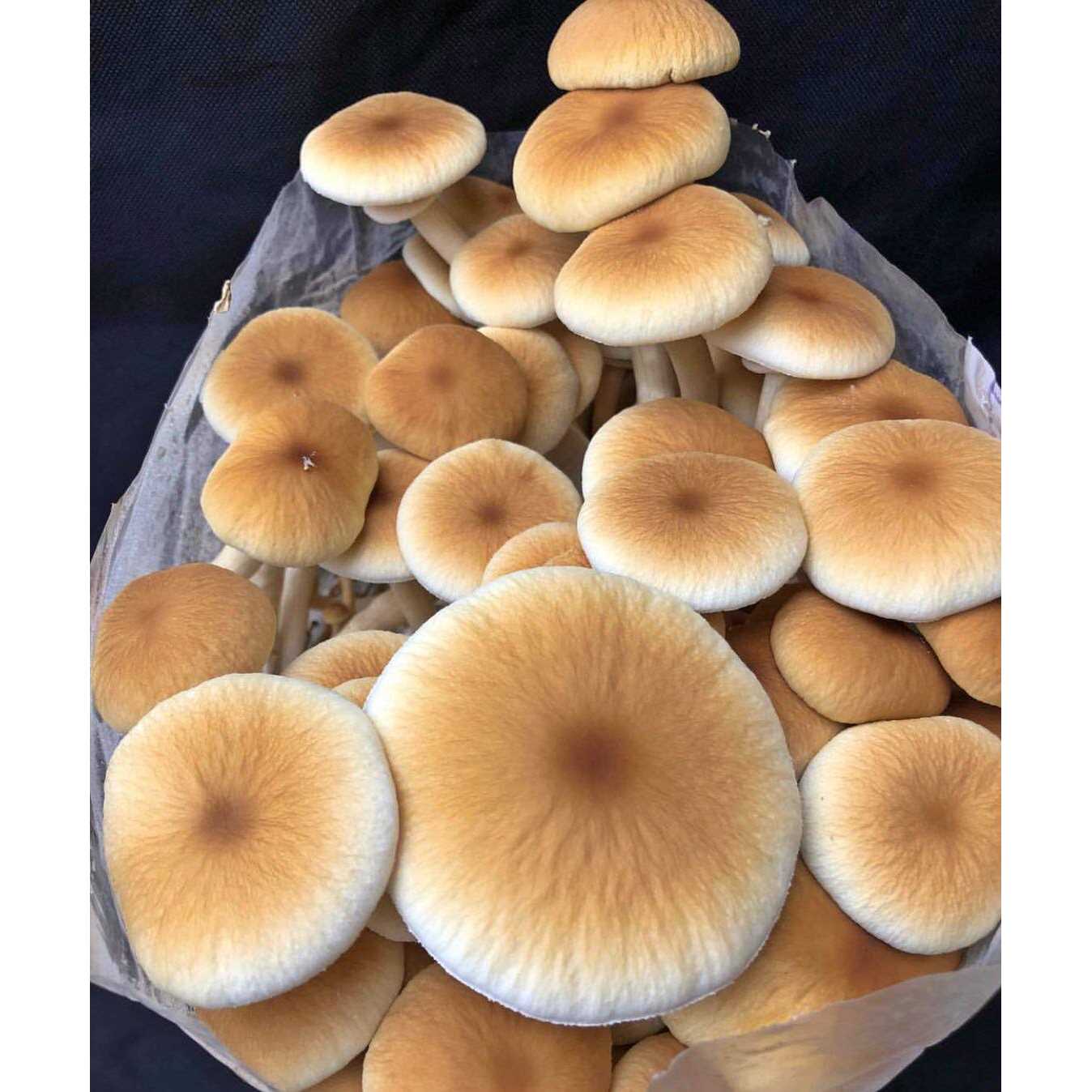 Unicorn Bag Mushroom Growers - Image 5